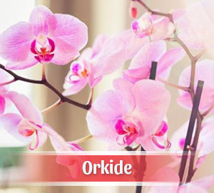 Karşıyaka Çiçekçi Orkide Siparişi