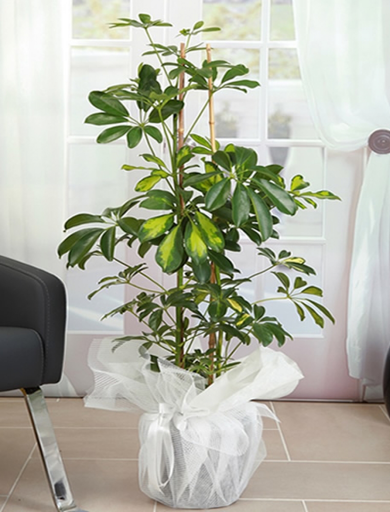 Şeflera ( Schefflera) Saksı Çiçeği