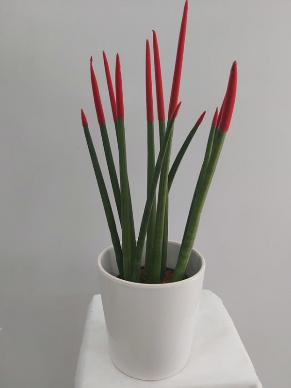 Sansevieria Bitkisi